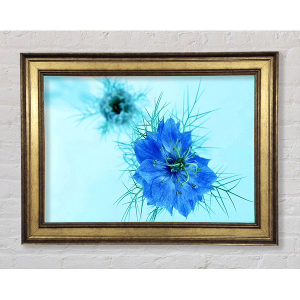 Bright Star Blau Auf Blauer Blume Einzelner Bilderrahmen Kunstdrucke